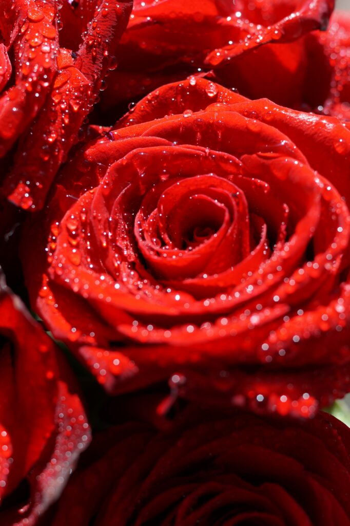 Stunning Red Roses Macro Wallpaper with Dewdrops - Nature's Elegance