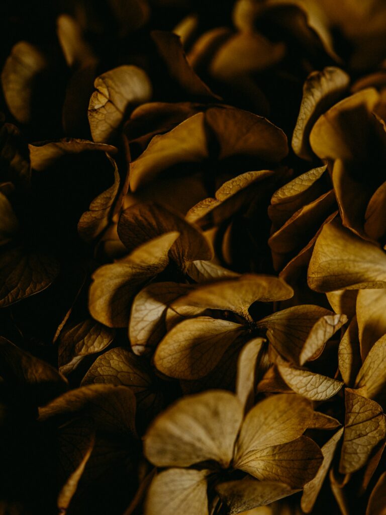 Textured Dry Brown Hydrangea Petals Macro: Nature's Beauty Wallpaper