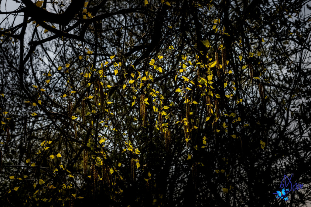 Macro Wallpaper: Intricate Tree Branches with Yellow Leaves Background