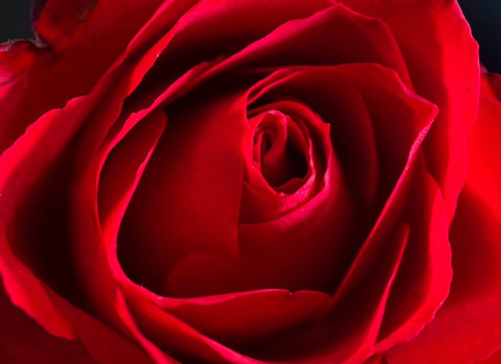 Stunning Macro Wallpaper: Vibrant Red Rose with Intricate Petals