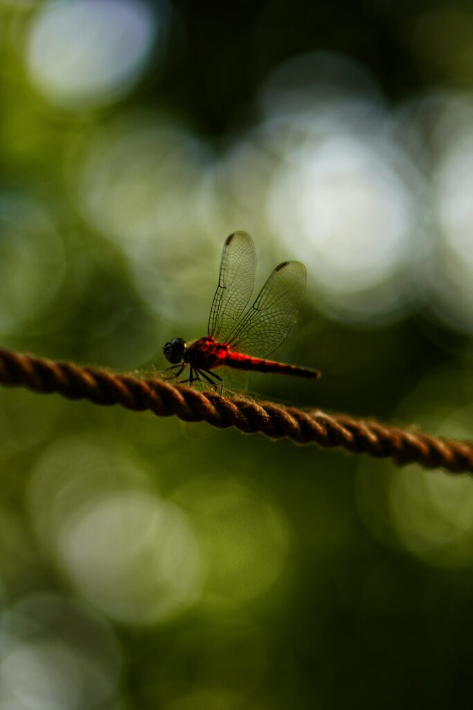 Stunning Macro Red Dragonfly on Rope - Nature Wallpaper Background
