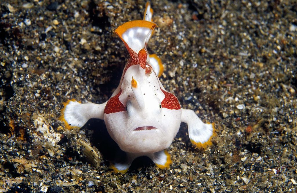 Macro shot of a Warty Frogfish with orange-red patches resting on sandy seabed underwater Wallpaper