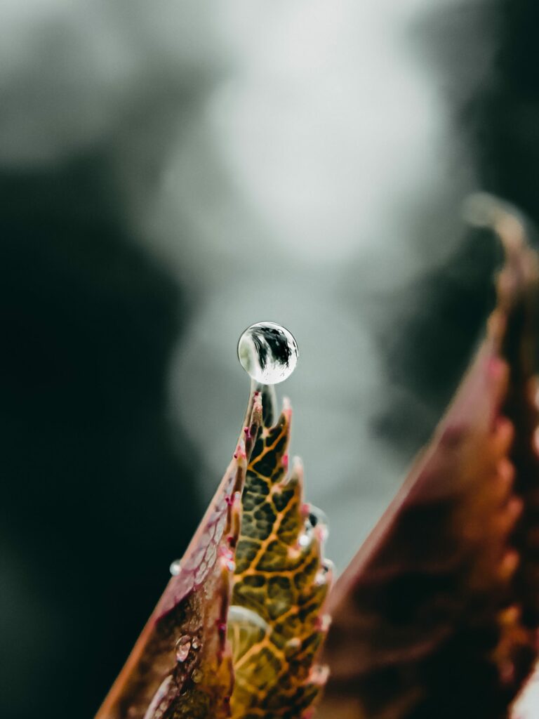 Macro Water Drop on Leaf: Stunning Wallpaper Background