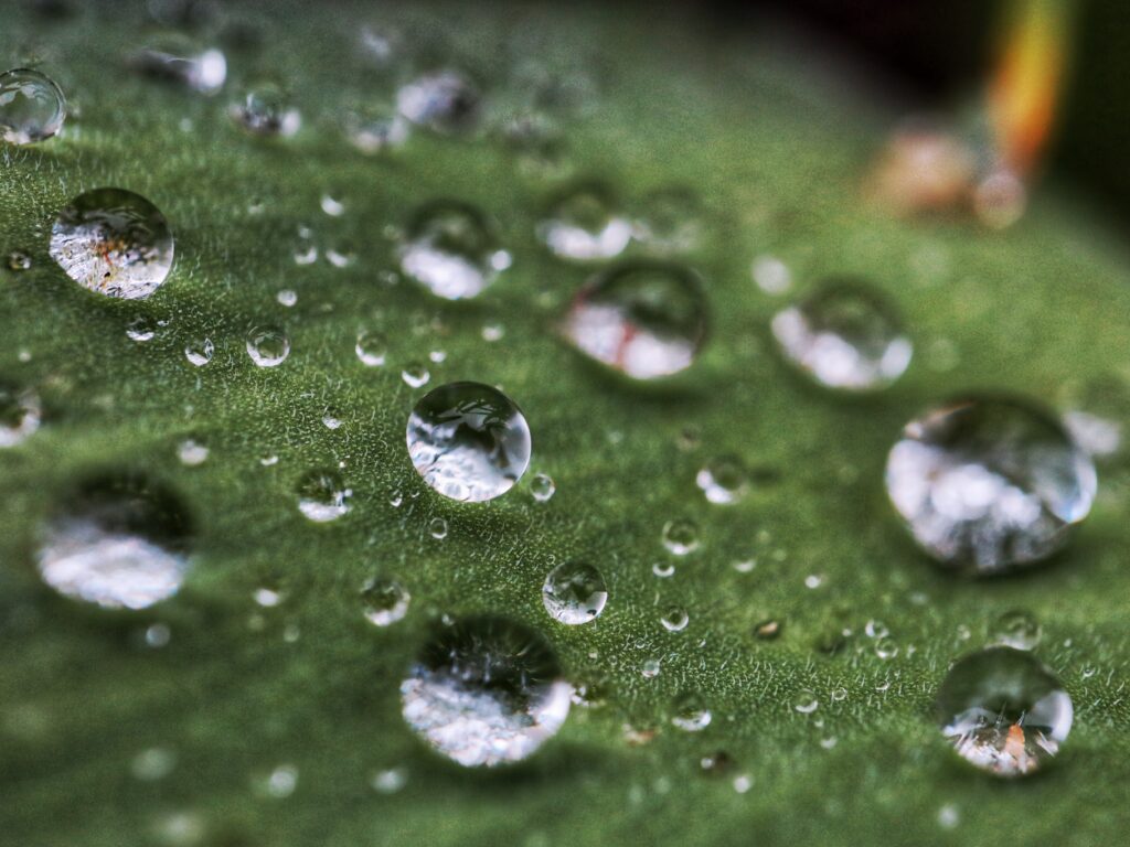 Macro Water Droplets on Green Leaf - Intricate Wallpaper Background