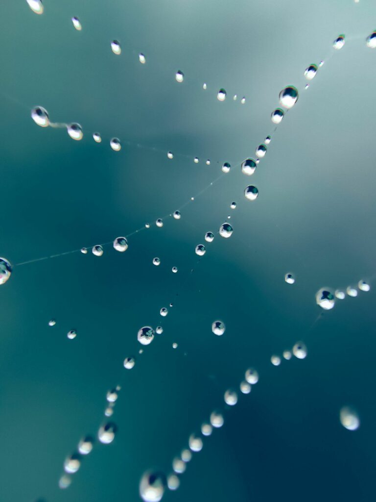 Macro Water Drops on Spider Web - Soft Blue-Green Wallpaper