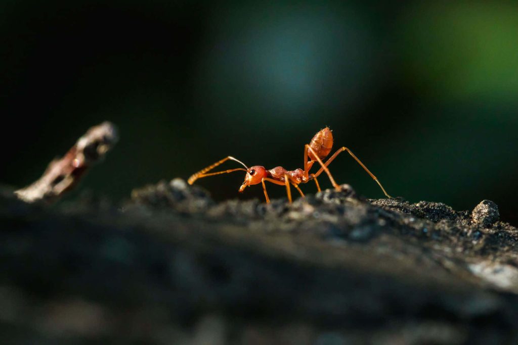 Macro photo of vibrant weaver ant on textured bark with dark blurred background wildlife wallpaper