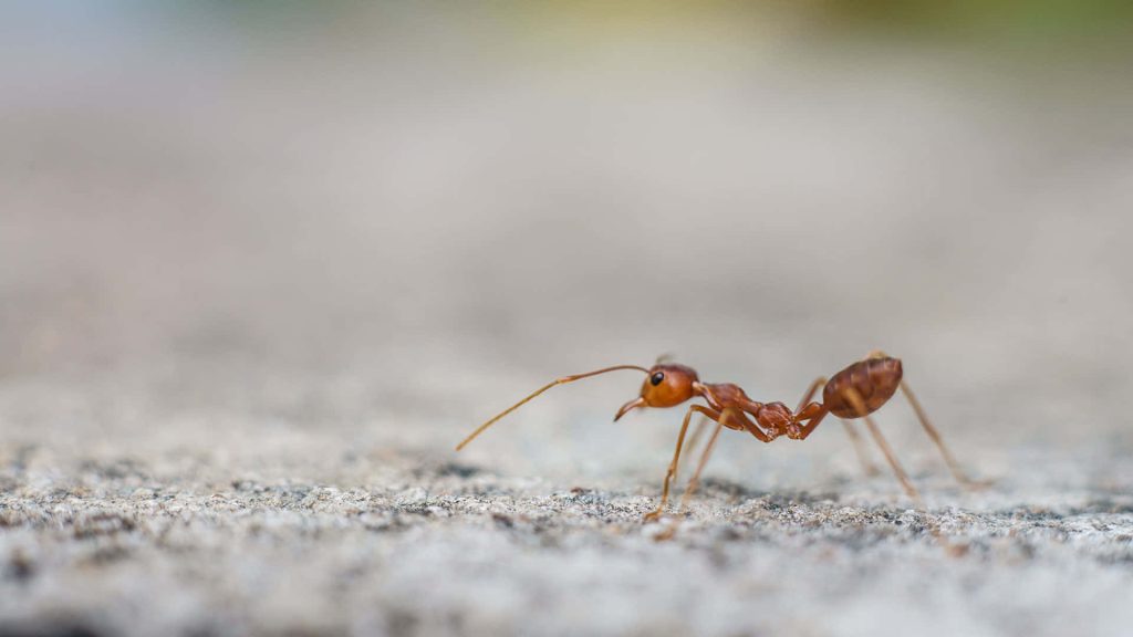 Macro shot of reddish-orange weaver ant on textured stone with blurred neutral background wallpaper