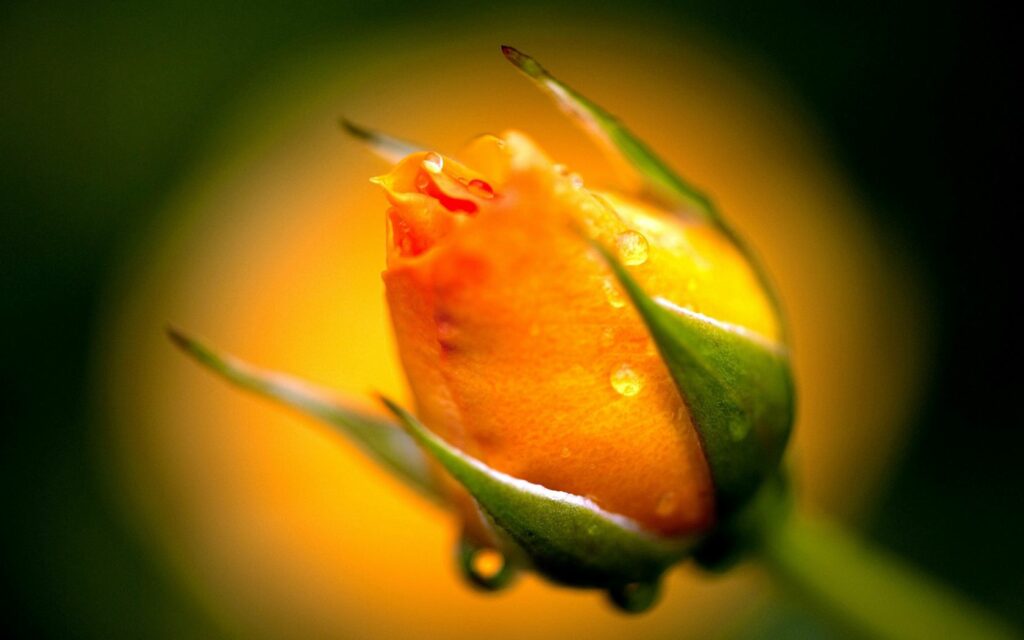 Macro Yellow Rose Bud with Dew Drops - Soft Blurred Wallpaper