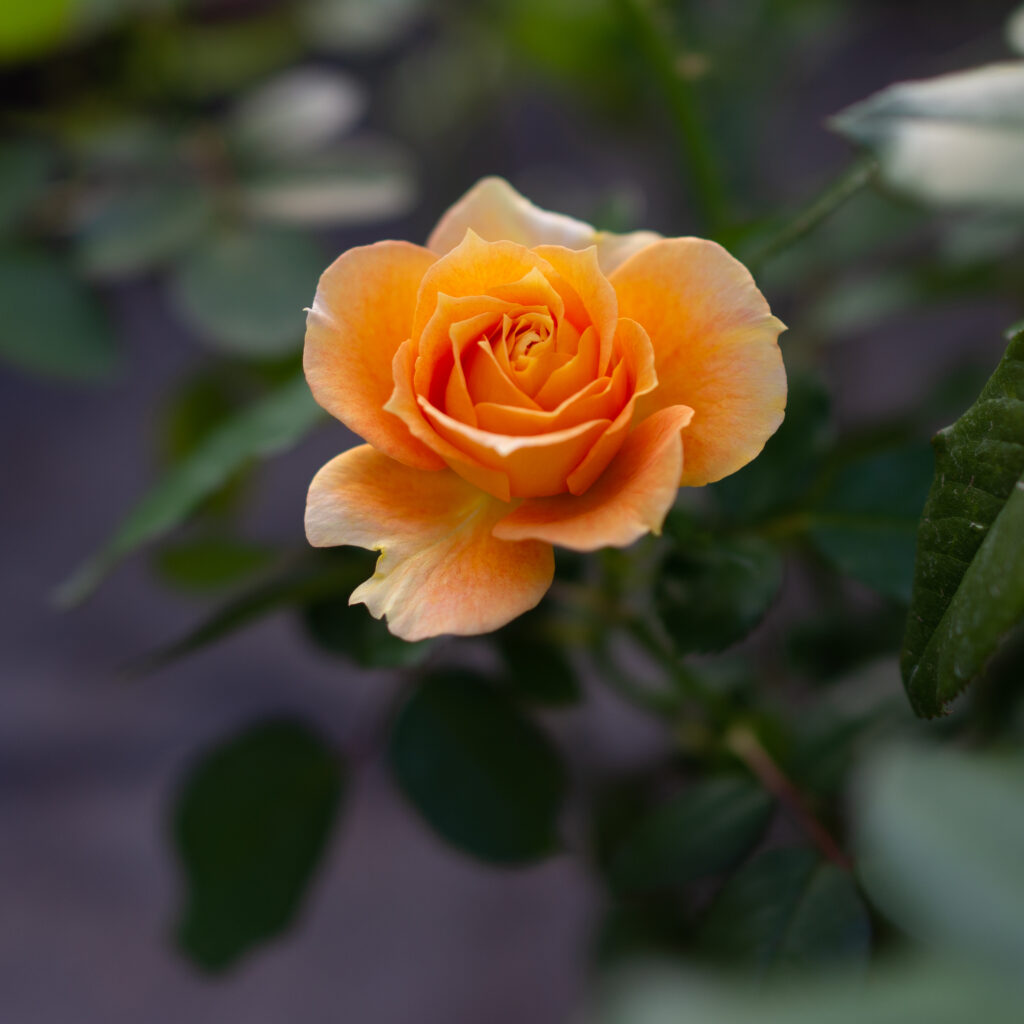 Macro Shot of a Blooms Yellow Rose - Elegant Floral Background Wallpaper