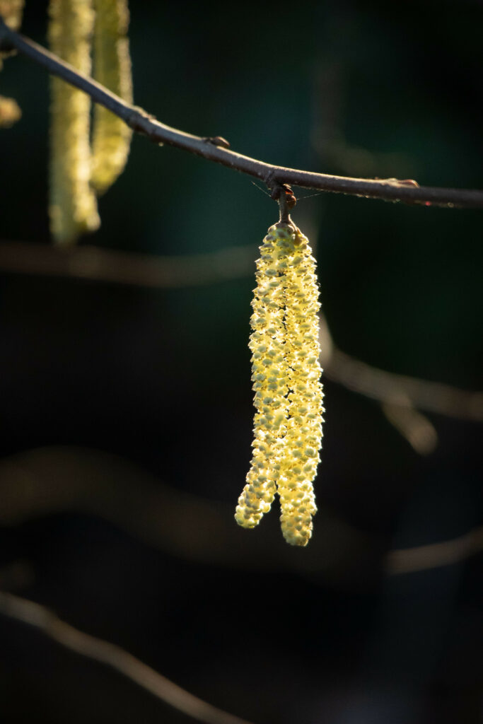 Close-Up Macro of Birch Catkins: Spring Beauty Wallpaper Background