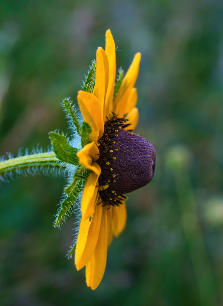 Vibrant Yellow Rudbeckia Macro: Delicate Petals & Blurred Background Wallpaper