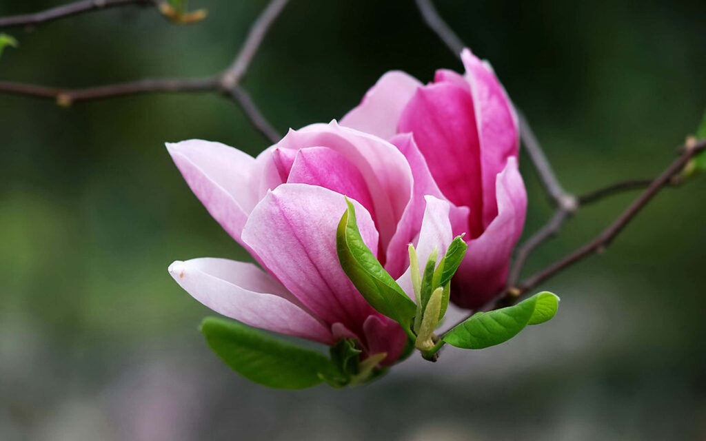 Stunning Pink Magnolia Flower HD Wallpaper for Nature Lock Screens