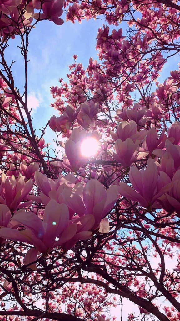 Stunning Magnolia Blossoms Against Clear Blue Sky - Spring Wallpaper