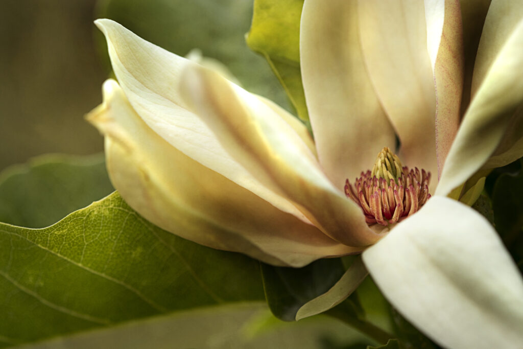 Macro Magnolia Flower Close-Up: Delicate Petals Wallpaper Background