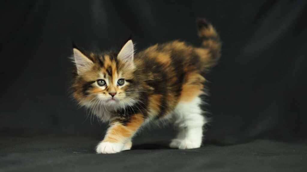 Stunning Maine Coon Kitten Wallpaper: Tri-Color Charmer