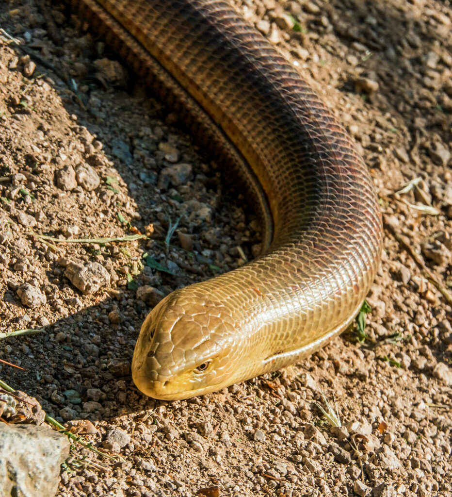 Stunning Male Glass Lizard Basking in Serene Earthy Background Wallpaper