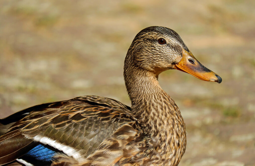 Stunning Mallard Duck on Calm Lake - Vibrant Nature Wallpaper