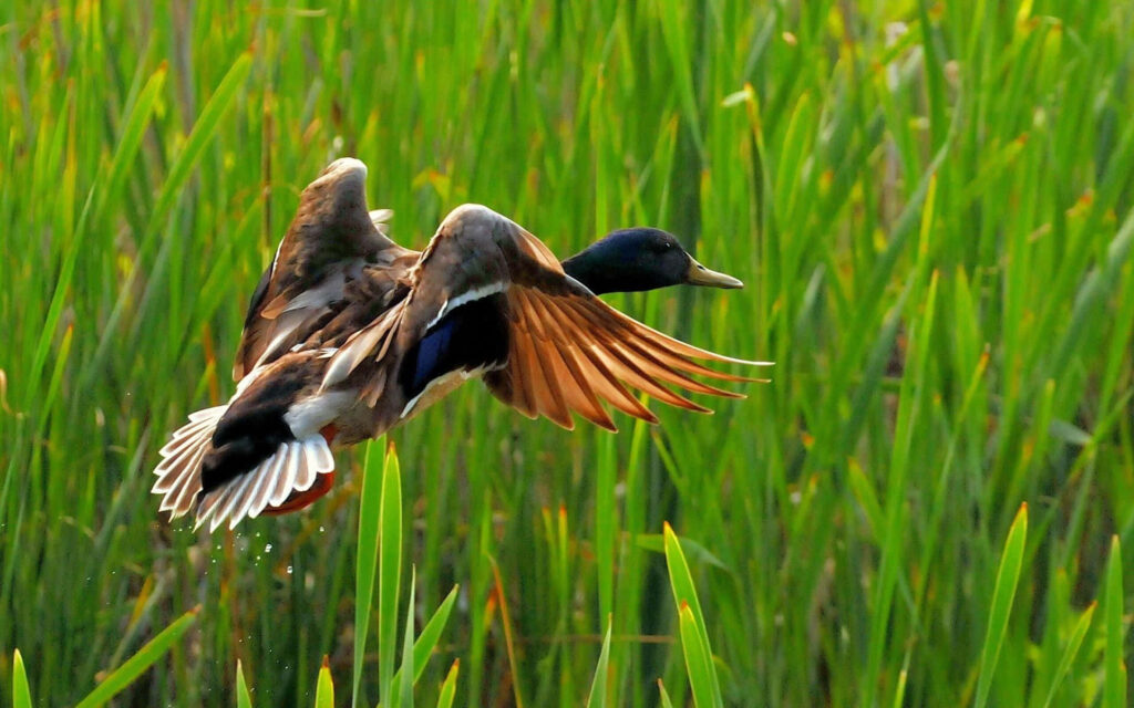 Stunning Mallard Duck Wallpaper: Vibrant Flight Over Lush Reeds
