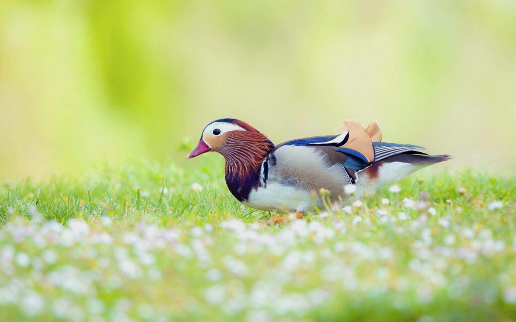 Stunning Mandarin Duck in Lush Field - 1920x1080 HD Wallpaper