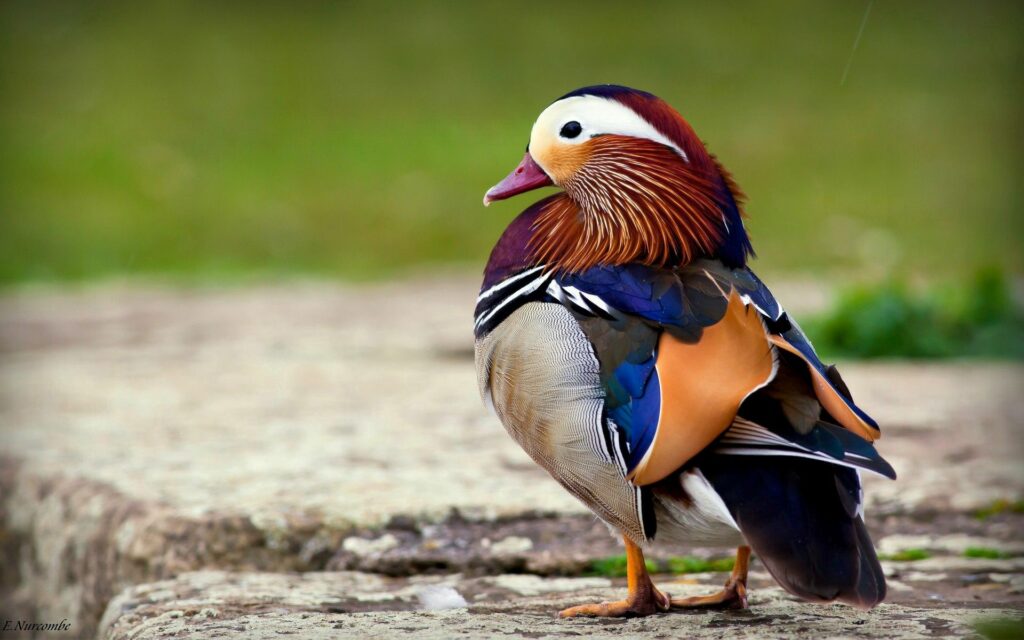 Vibrant Mandarin Duck Wallpaper: Stunning Colors & Intricate Feathers