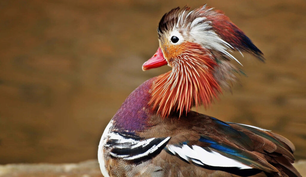 Stunning Mandarin Duck Wallpaper: Vibrant Feathers & Elegant Display