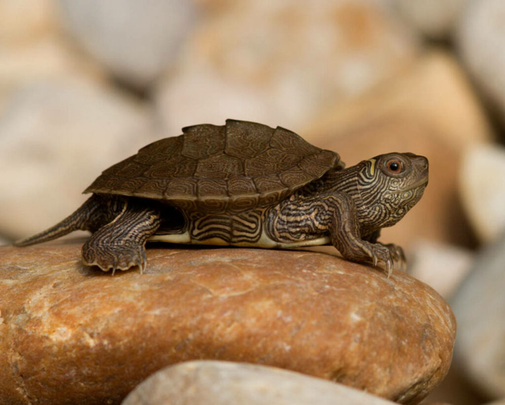 Map Turtle on Orange Rock: Stunning Shell Patterns & Smooth Stones Wallpaper