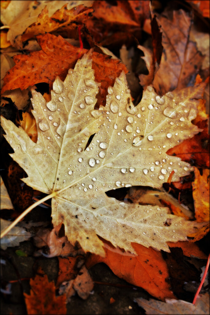Macro Maple Leaf with Water Droplets – Autumn Vivid Wallpaper