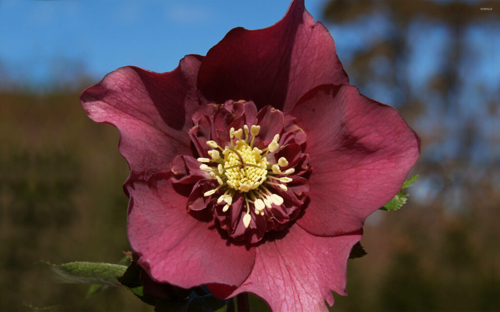 Stunning Maroon Flower Wallpaper: Detailed & Textured Nature Background