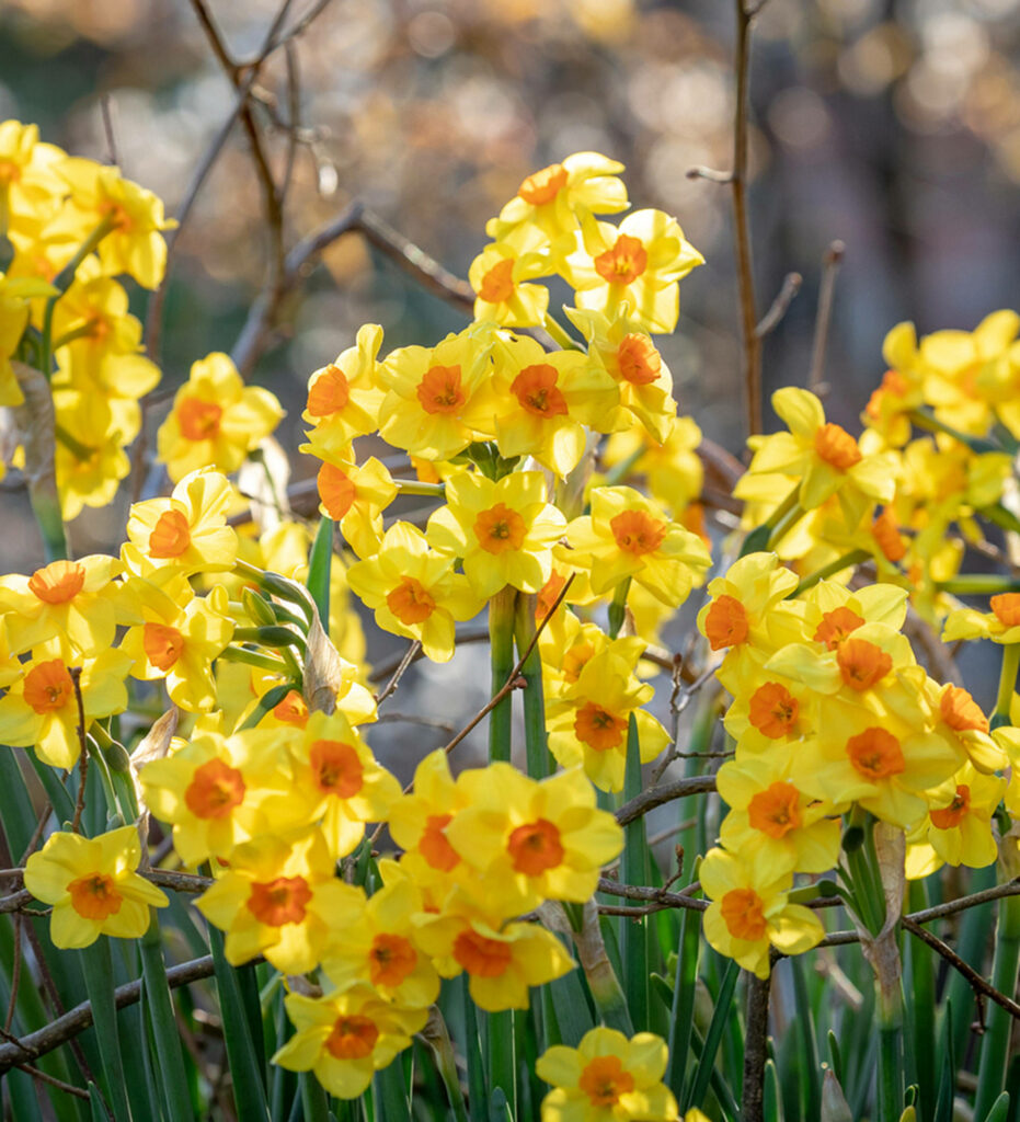 Vibrant Martinette Narcissus Wallpaper: Bright Yellow & Orange Blooms