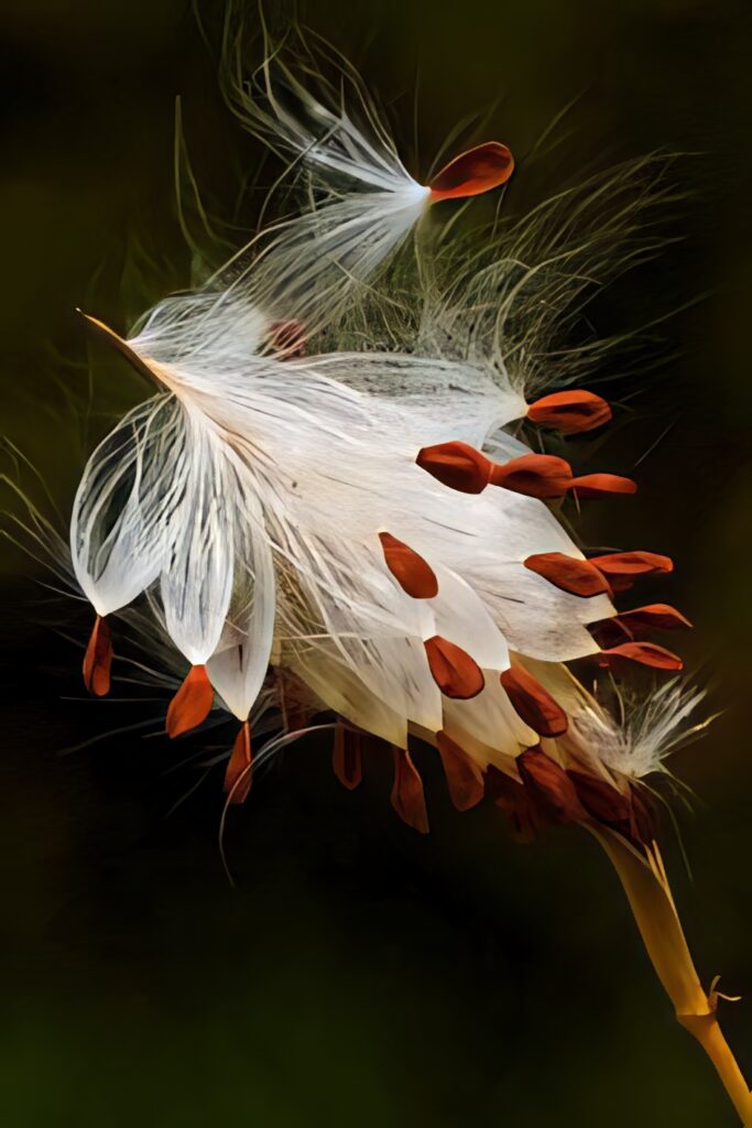 Silky Milkweed Seeds Close-Up | Nature's Intricate Beauty Wallpaper