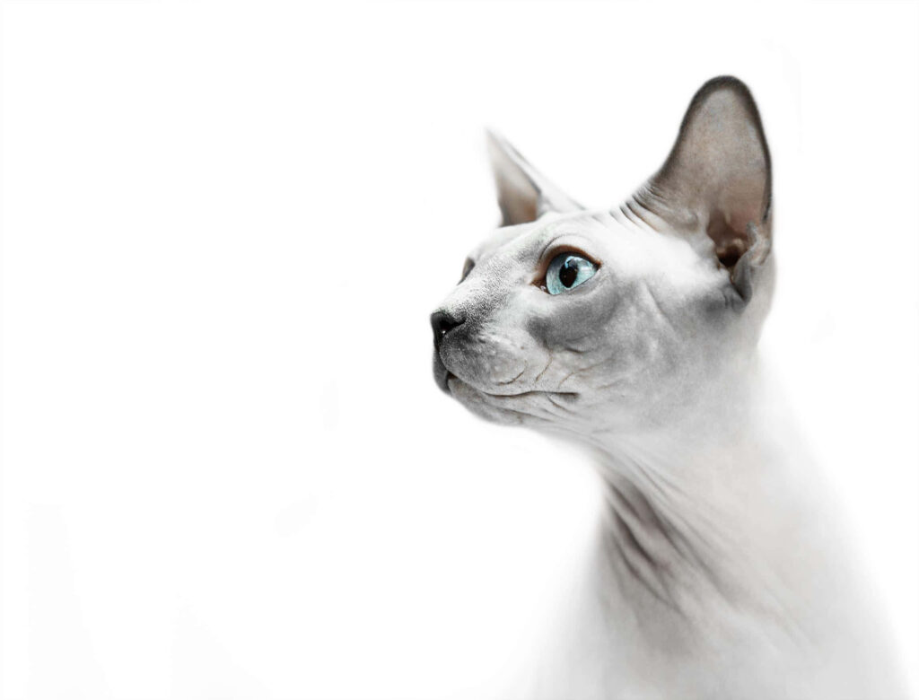 Elegant Sphynx Cat Wallpaper: Minimalist Design with Blue Eyes