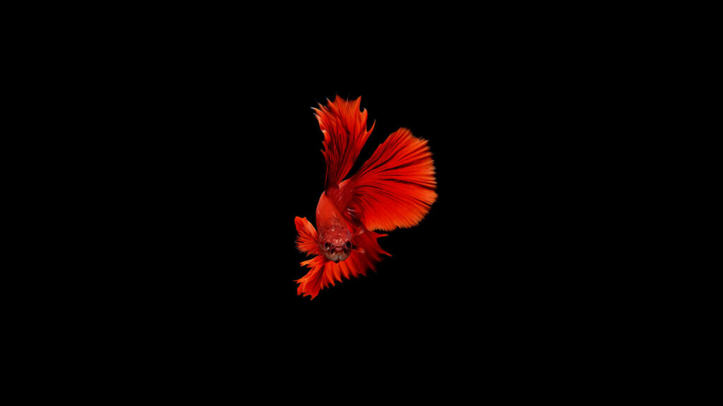 Stunning Red Betta Fish Minimalist Wallpaper on Black Background