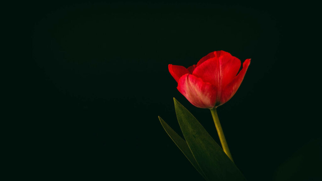 Stunning Minimalist Wallpaper: Red Tulip on Dark Background