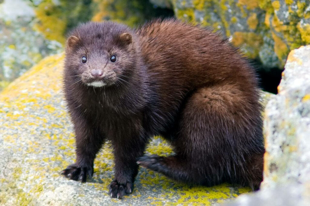 Stunning Mink Close-Up Wallpaper with Natural Rock Background