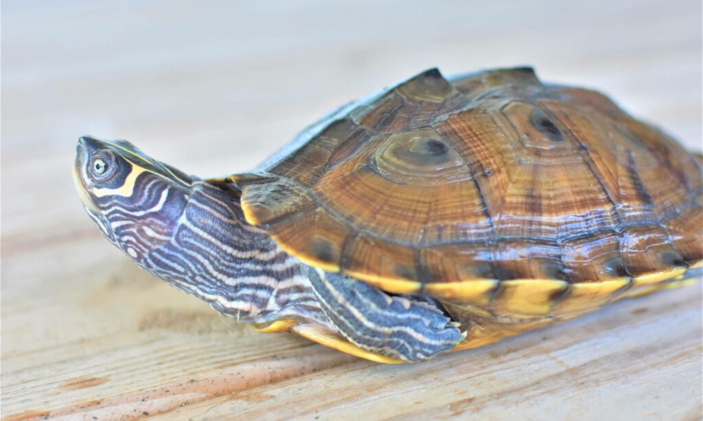 Close-Up of Mississippi Map Turtle: Shell Patterns & Skin Markings Wallpaper