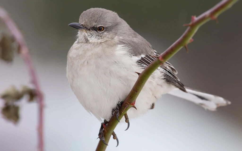 Beautiful Mockingbird on Branch - Serene Nature Wallpaper