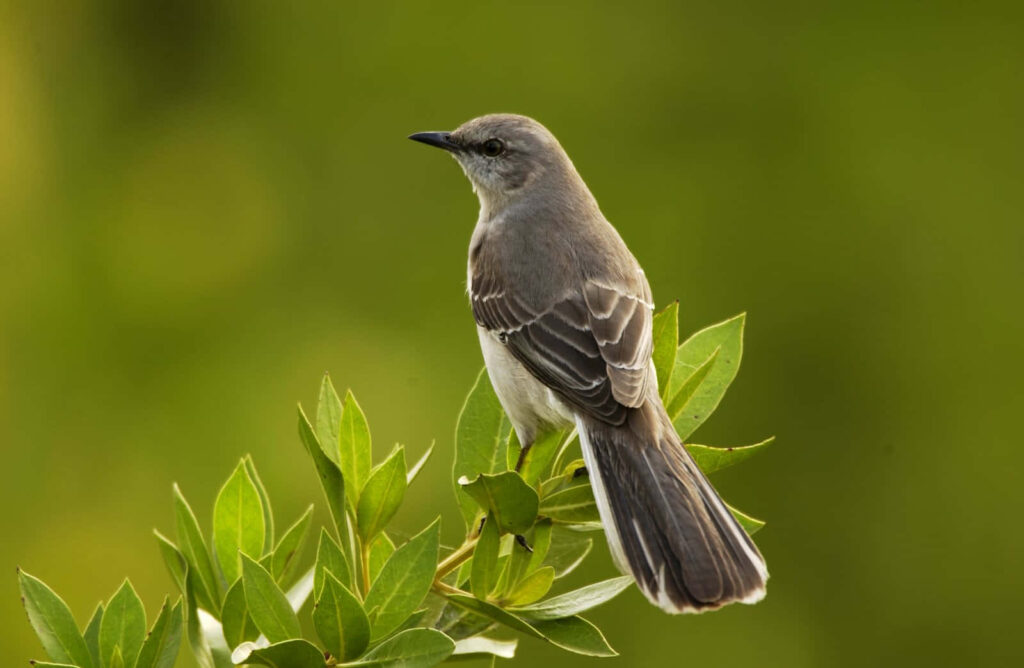 Majestic Mockingbird on Green Leaves - Serene Nature Wallpaper