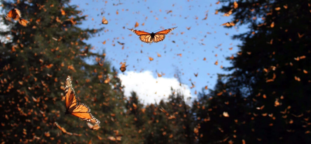 Mesmerizing Monarch Butterflies Migrate: Serene Wallpaper Background