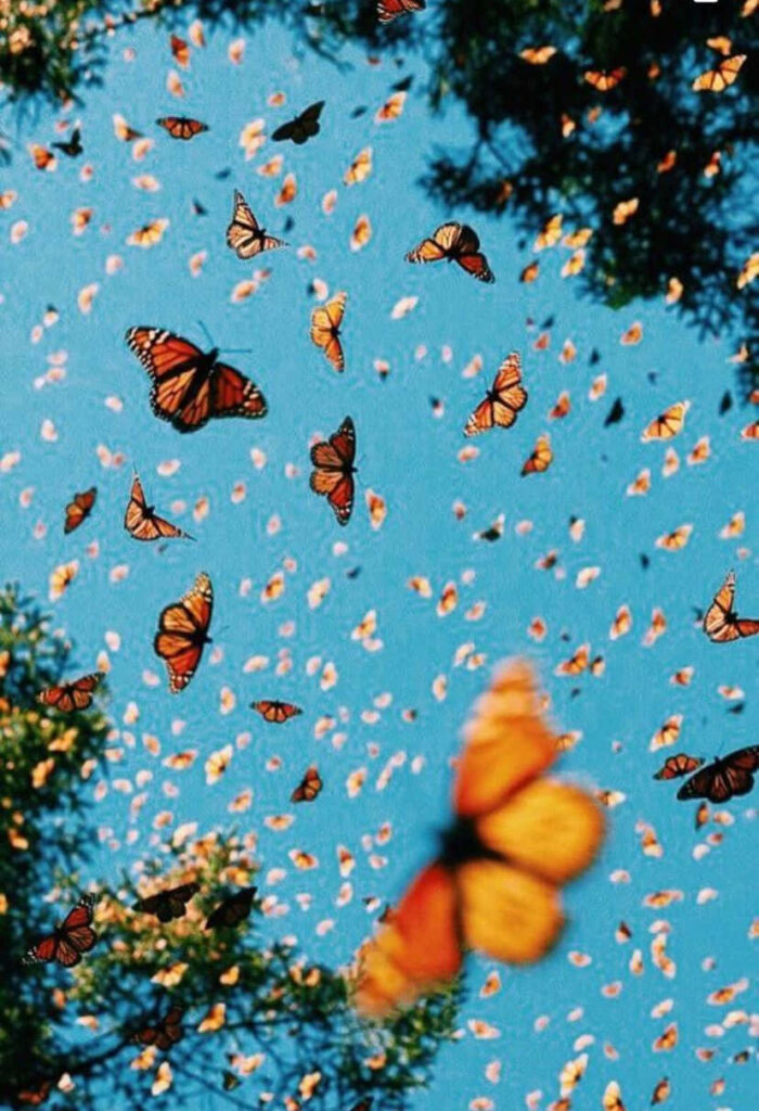 Stunning Monarch Butterflies Wallpaper Against Clear Blue Sky