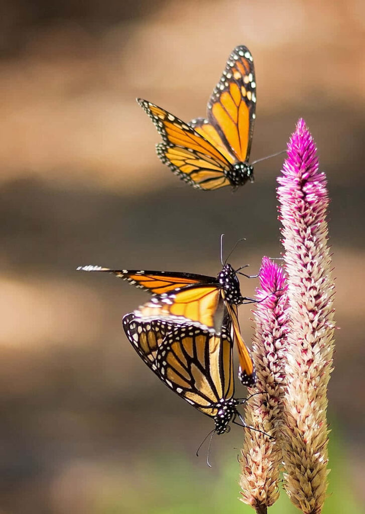 Vibrant Monarch Butterflies on Colorful Flowers - Nature Wallpaper