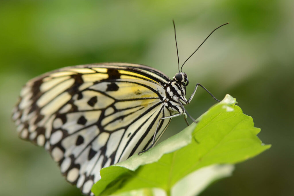 Stunning Monarch Butterfly Close-Up Wallpaper: Intricate Patterns
