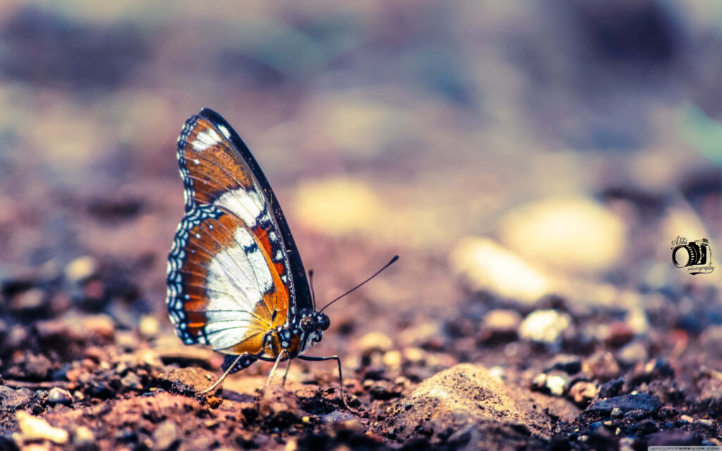 Stunning Monarch Butterfly Close-Up Wallpaper with Vibrant Patterns