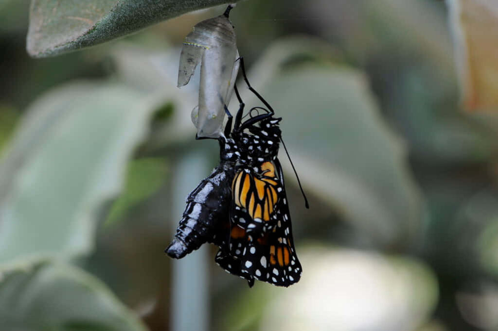 Stunning Monarch Butterfly Emerges: Nature’s Transformative Beauty Wallpaper