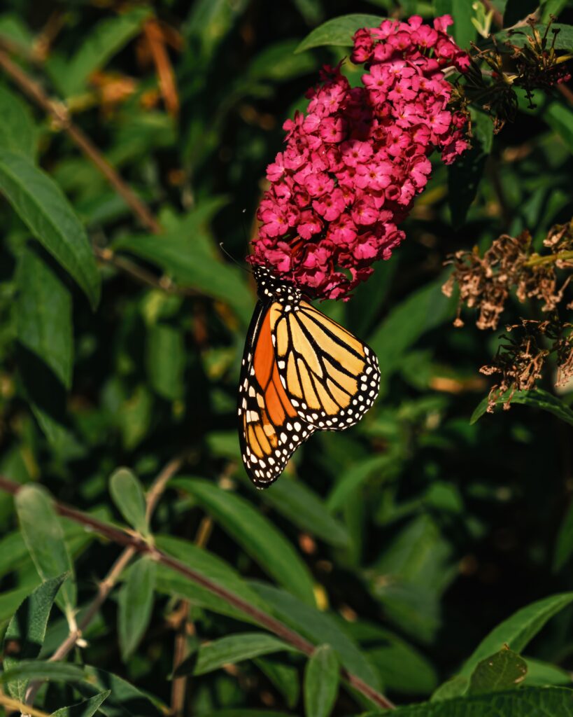 Vibrant Monarch Butterfly on Pink Flowers - Nature Macro Wallpaper