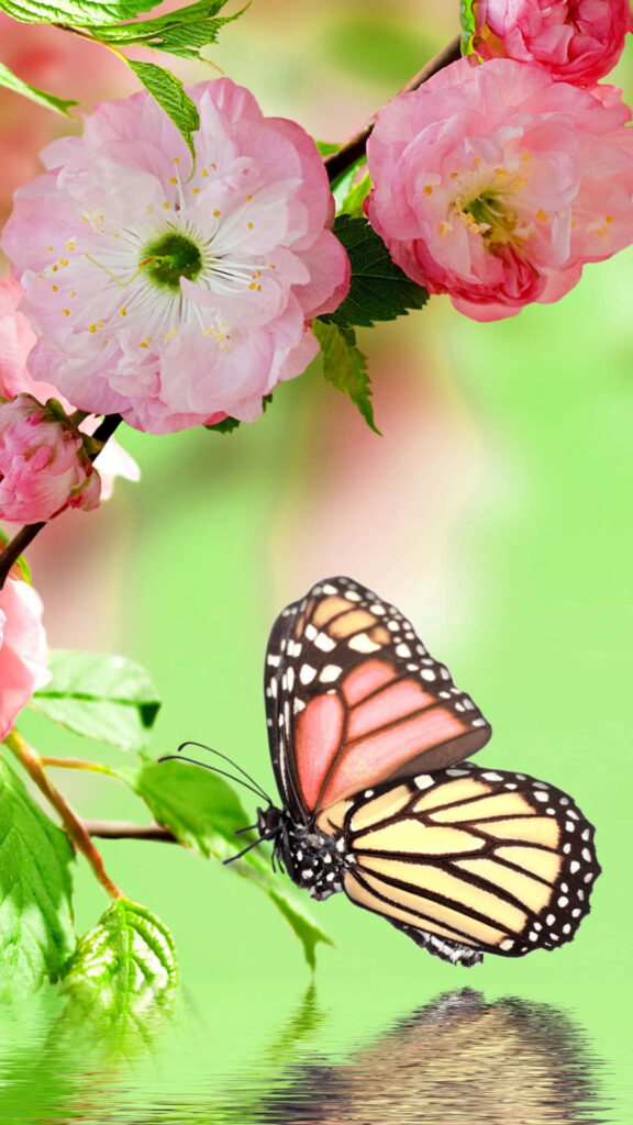 Stunning Monarch Butterfly Wallpaper: Pink Blossoms & Green Reflections