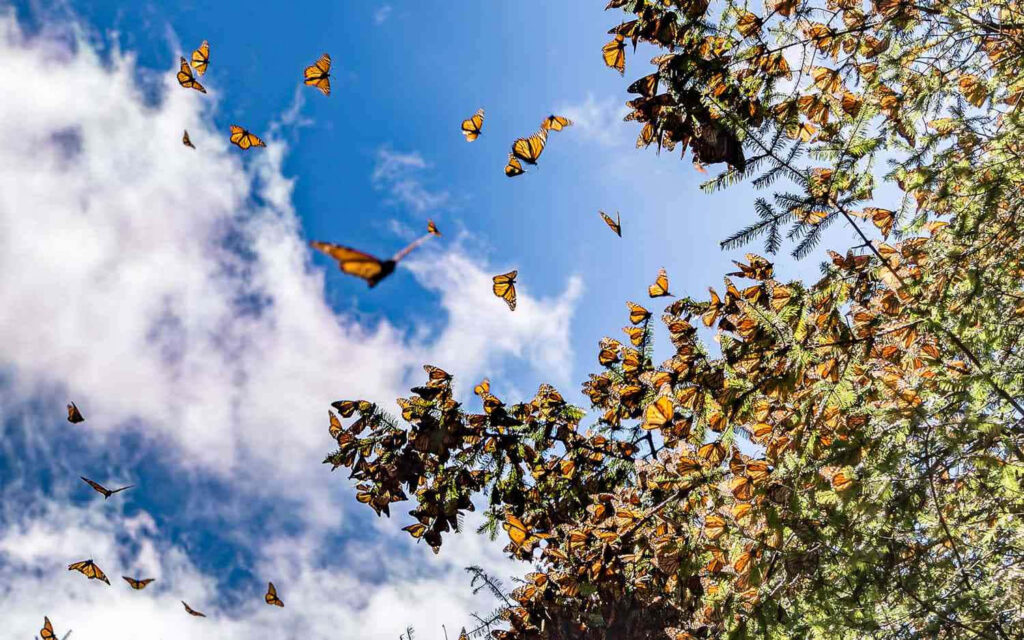 Stunning Monarch Butterfly Migration Wallpaper Against Bright Blue Sky