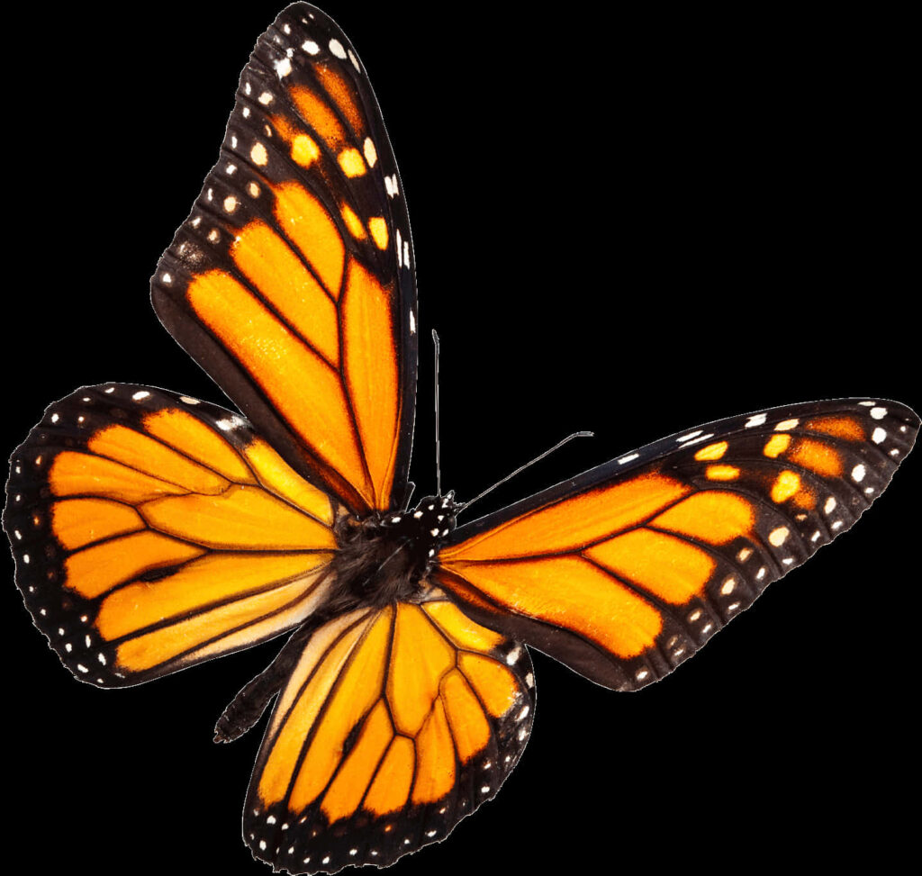 Vibrant Monarch Butterfly Wallpaper: Striking Orange & Black Patterns