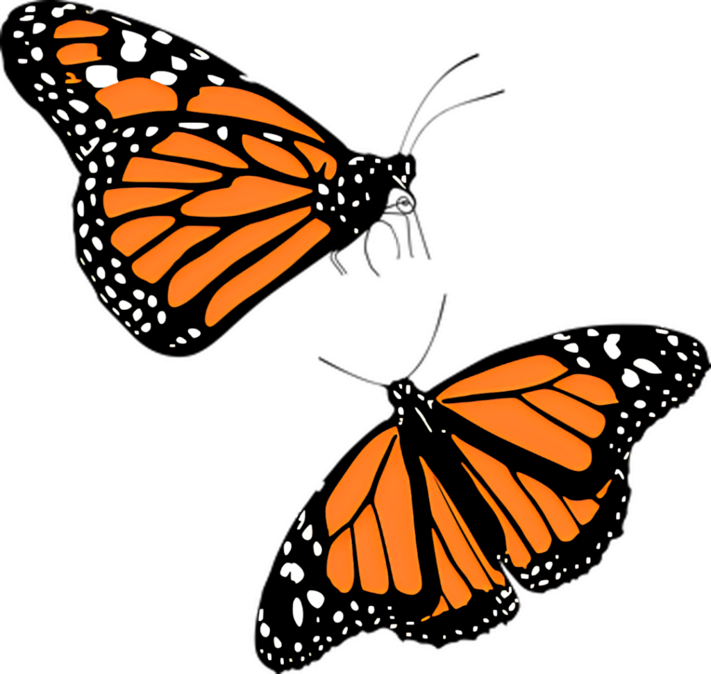 Vibrant Monarch Butterfly Wallpaper on Transparent Background
