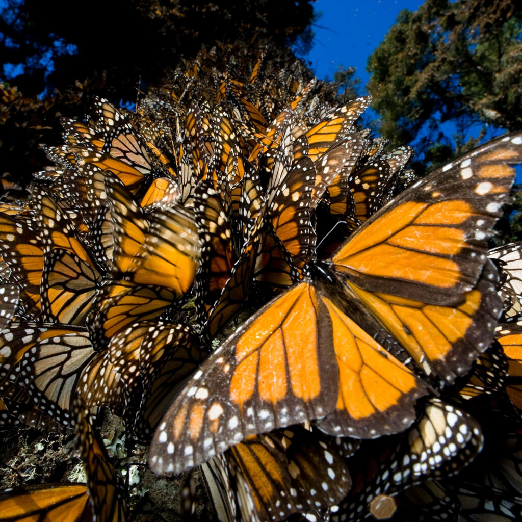Vibrant Monarch Butterfly Wallpaper: Nature's Orange & Black Beauty