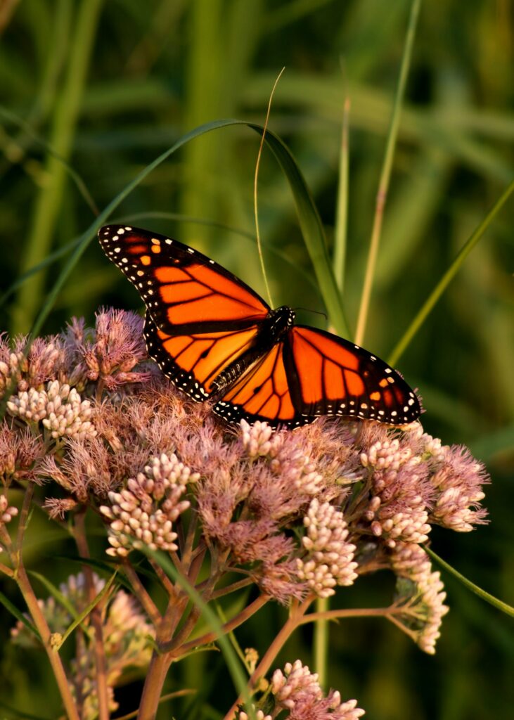 Stunning Macro of Monarch Butterfly on Pink Flowers - Nature Elegance Wallpaper